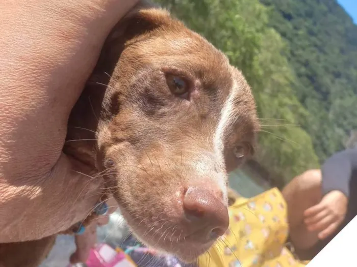Cachorro ra a SRD-ViraLata idade Abaixo de 2 meses nome Vida Maria
