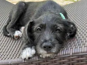 Cachorro raça SRD-ViraLata idade 2 a 6 meses nome Cirilo