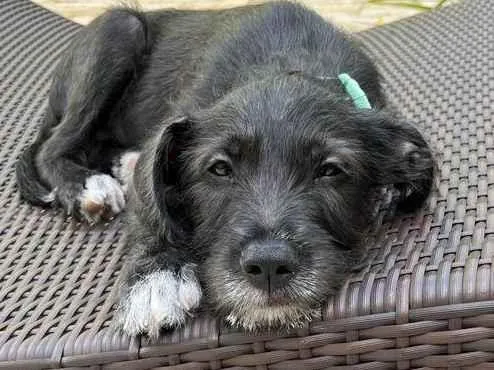 Cachorro raça SRD-ViraLata idade 2 a 6 meses nome Cirilo