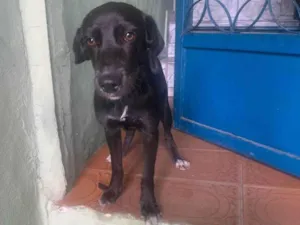 Cachorro raça SRD-ViraLata idade 2 anos nome Luana