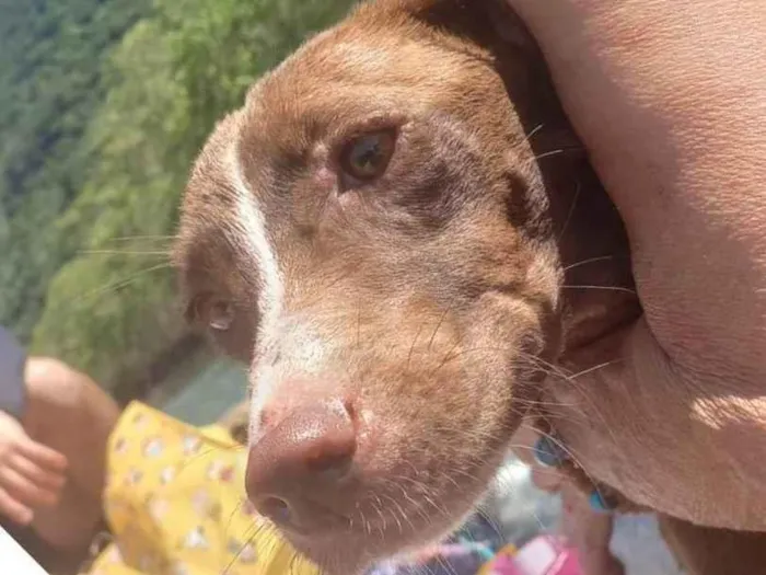 Cachorro ra a SRD-ViraLata idade Abaixo de 2 meses nome Vida Maria