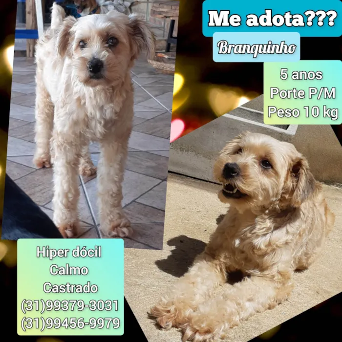 Cachorro raça SRD-ViraLata idade 5 anos nome Branquinho