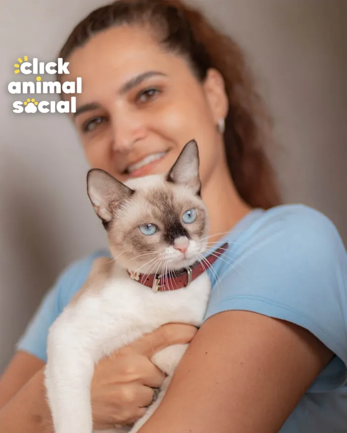 Gato ra a SRD-ViraLata idade 7 a 11 meses nome Mag