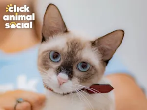 Gato raça SRD-ViraLata idade 7 a 11 meses nome Mag