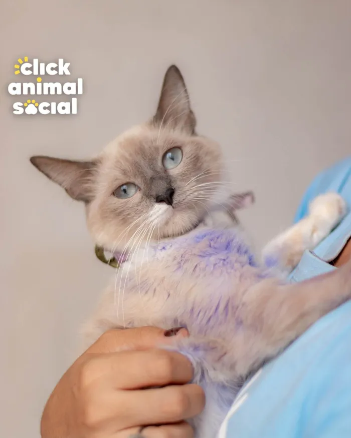 Gato ra a SRD-ViraLata idade 7 a 11 meses nome MANU