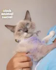 MANU