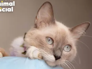 Gato raça SRD-ViraLata idade 7 a 11 meses nome MANU