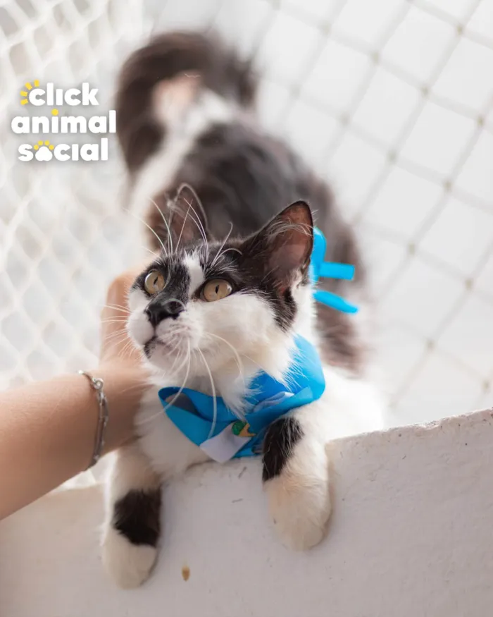 Gato ra a SRD-ViraLata idade 2 anos nome MIMOSA