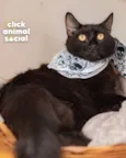 Enzo