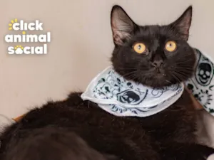 Gato raça SRD idade 1 ano nome Enzo