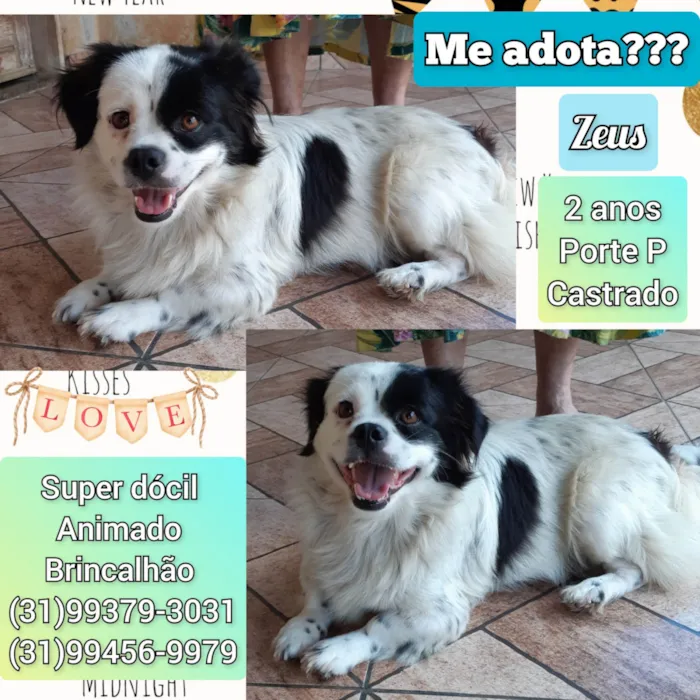 Cachorro raça SRD-ViraLata idade 2 anos nome Zeus