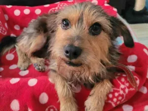 Cachorro raça Mix york idade 2 anos nome Joaquim