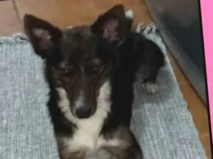 Cachorro raça SRD idade 2 anos nome Safira