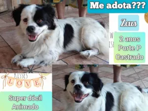 Cachorro raça SRD-ViraLata idade 2 anos nome Zeus