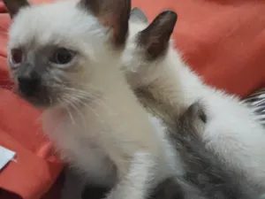 Gato raça SRD-ViraLata idade 2 a 6 meses nome Sem Nome