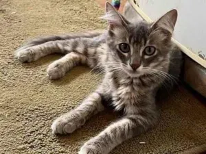 Gato raça SRD idade 2 a 6 meses nome Nando