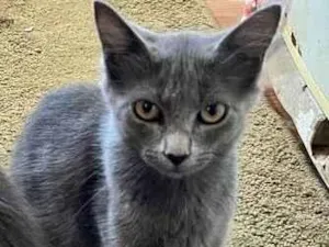 Gato raça Srd idade 2 a 6 meses nome Noah e Nino
