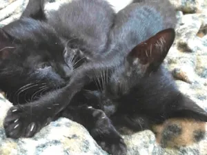 Gato raça SRD-ViraLata idade 2 a 6 meses nome Sem Nome