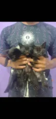 John, Thomas e Arthur