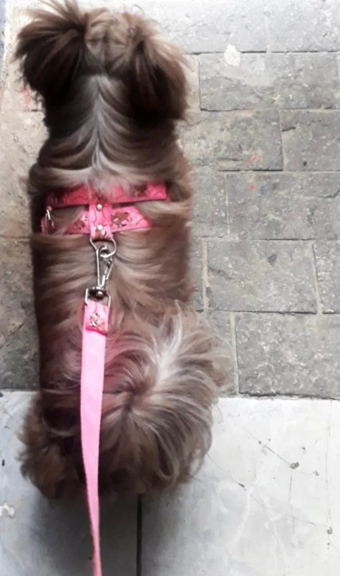 Cachorro raça SHITZU idade 3 anos nome SHITZU