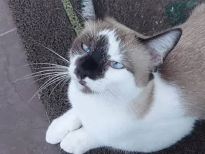 Gato raça SRD-ViraLata idade 1 ano nome SKY