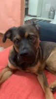 Cachorro raça SRD-ViraLata idade 1 ano nome GRATIFICA - E Spike