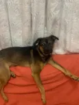 Cachorro raça SRD-ViraLata idade 1 ano nome GRATIFICA - E Spike
