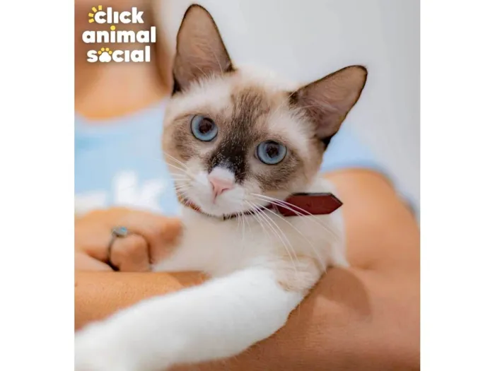 Gato ra a SRD-ViraLata idade 7 a 11 meses nome Mag