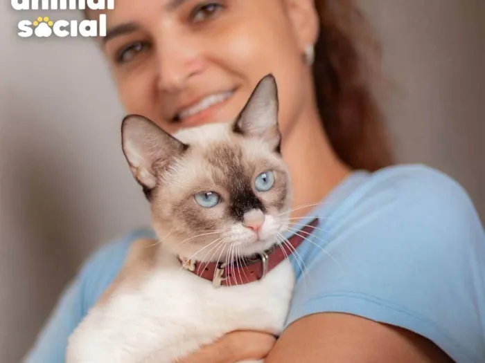 Gato ra a SRD-ViraLata idade 7 a 11 meses nome Mag