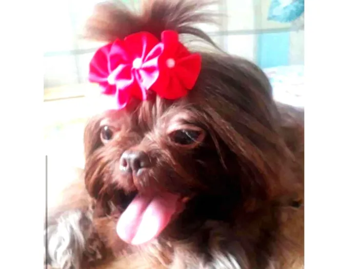 Cachorro raça SHITZU idade 3 anos nome SHITZU