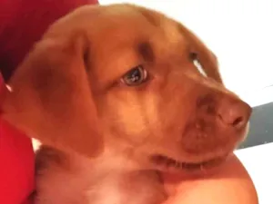 Cachorro raça SRD-ViraLata idade 2 a 6 meses nome Caramelo 