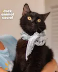 Enzo