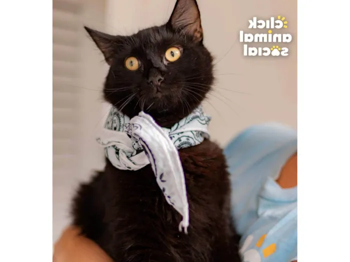 Gato ra a SRD-ViraLata idade 1 ano nome Enzo