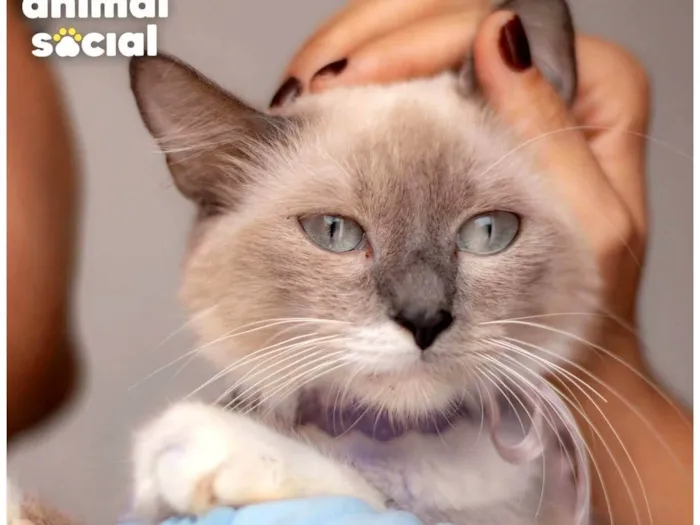 Gato ra a SRD-ViraLata idade 7 a 11 meses nome Manu