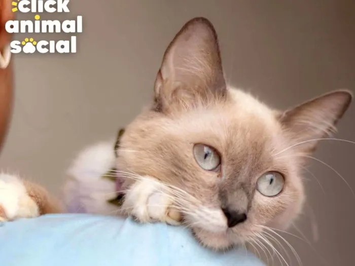 Gato ra a SRD-ViraLata idade 7 a 11 meses nome Manu