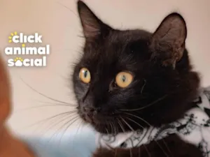 Gato raça SRD-ViraLata idade 1 ano nome Enzo