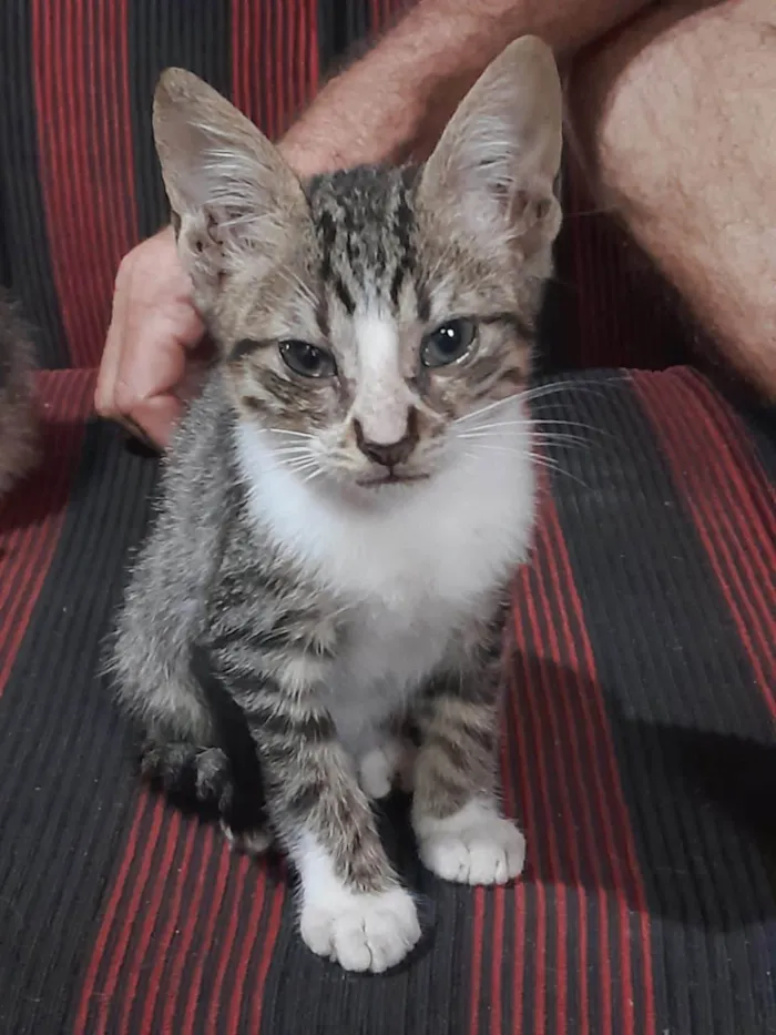 Gato ra a felina idade 2 a 6 meses nome Não tem nome