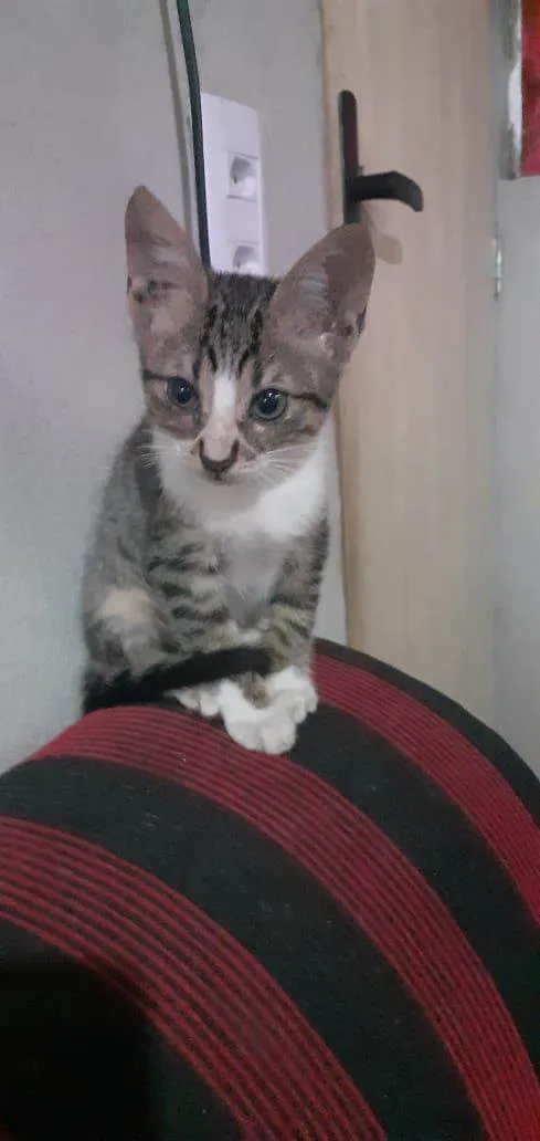 Gato ra a felina idade 2 a 6 meses nome Não tem nome