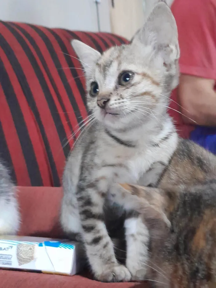 Gato ra a felina idade 2 a 6 meses nome Não tem nome