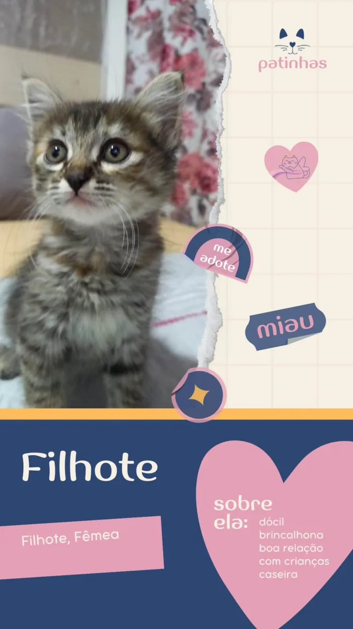 Gato ra a Sem Raça Definida  idade 2 a 6 meses nome Sem Nome
