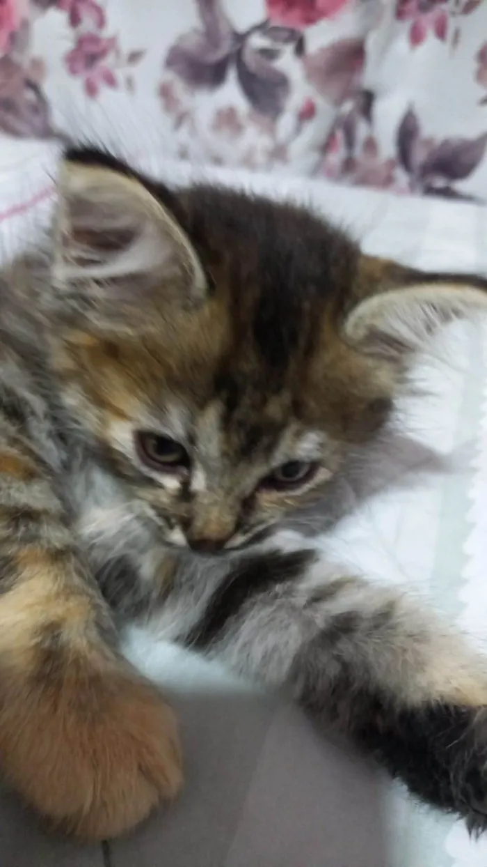 Gato ra a Sem Raça Definida  idade 2 a 6 meses nome Sem Nome