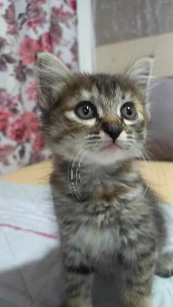 Gato ra a Sem Raça Definida  idade 2 a 6 meses nome Sem Nome