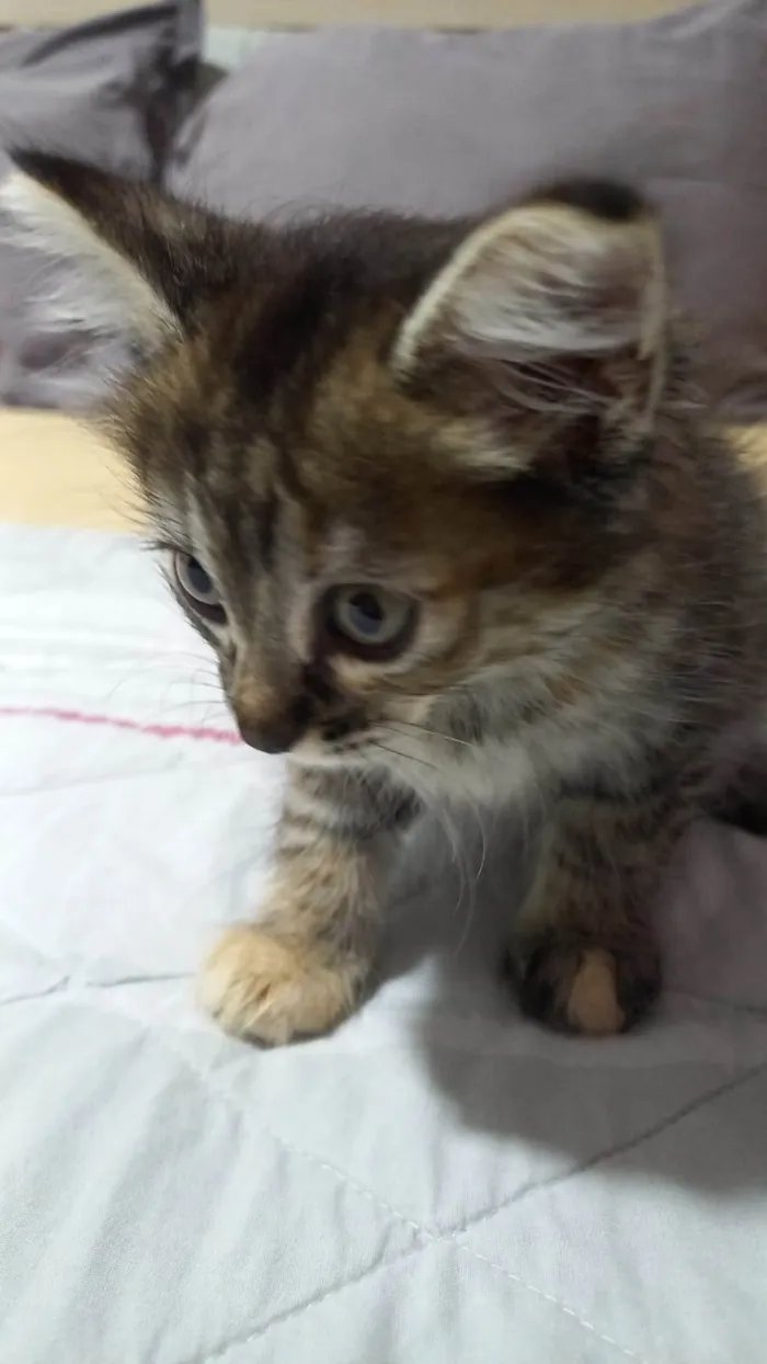 Gato ra a Sem Raça Definida  idade 2 a 6 meses nome Sem Nome