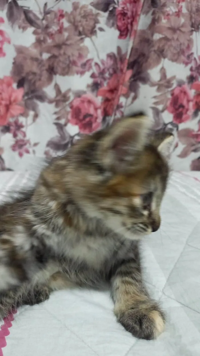 Gato ra a Sem Raça Definida  idade 2 a 6 meses nome Sem Nome
