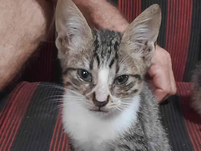 Gato ra a felina idade 2 a 6 meses nome Não tem nome