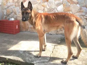 Cachorro raça Pastor Belga  idade 1 ano nome Santhor