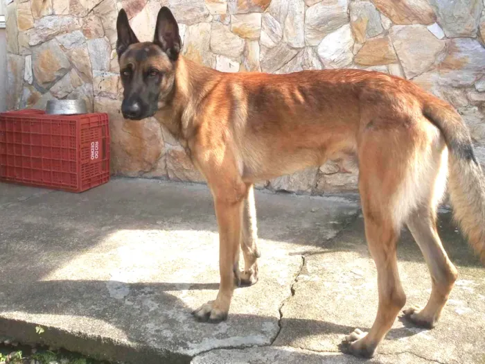 Cachorro ra a Pastor Belga idade 1 ano nome Santhor