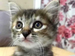 Gato raça Sem Raça Definida  idade 2 a 6 meses nome Sem Nome