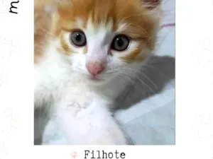 Gato raça Sem Raça Definida  idade 2 a 6 meses nome Sem Nome