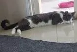 Gato ra a SRD-ViraLata idade 1 ano nome REX